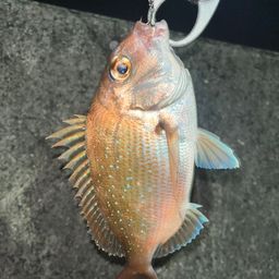 タイ