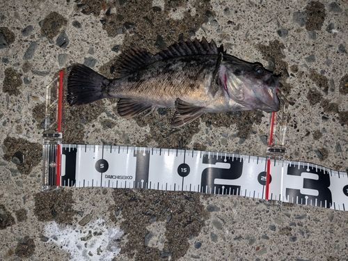 クロソイの釣果