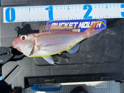 イトヨリダイの釣果