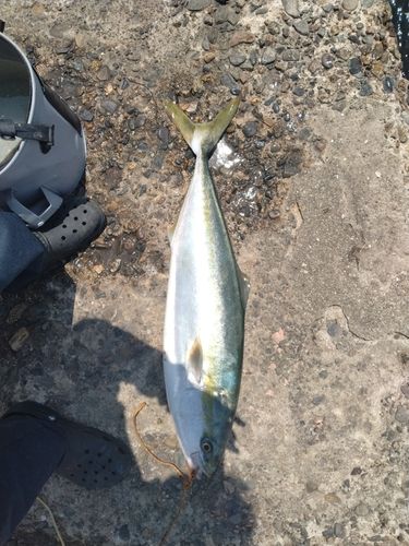 ブリの釣果
