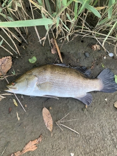 アカメの釣果