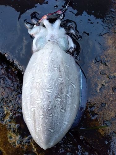 モンゴウイカの釣果