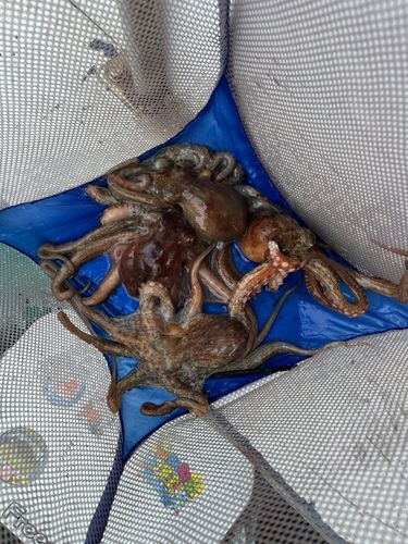 マダコの釣果