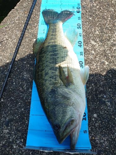 ブラックバスの釣果