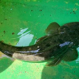 マゴチ