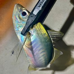 マアジ