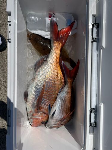 マダイの釣果