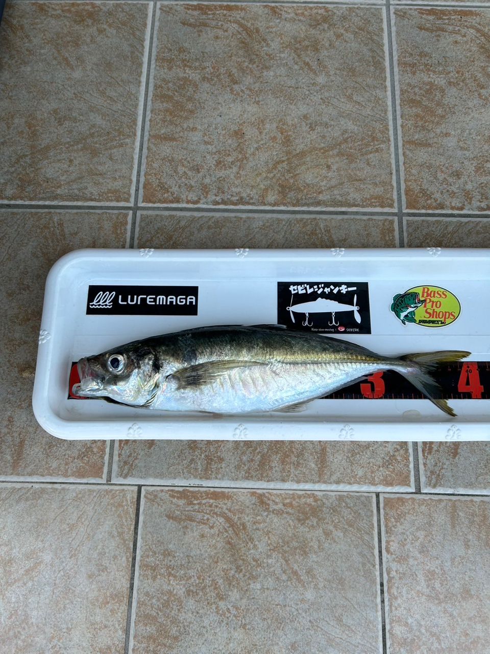 おぱんちゅパンサーさんの釣果 2枚目の画像