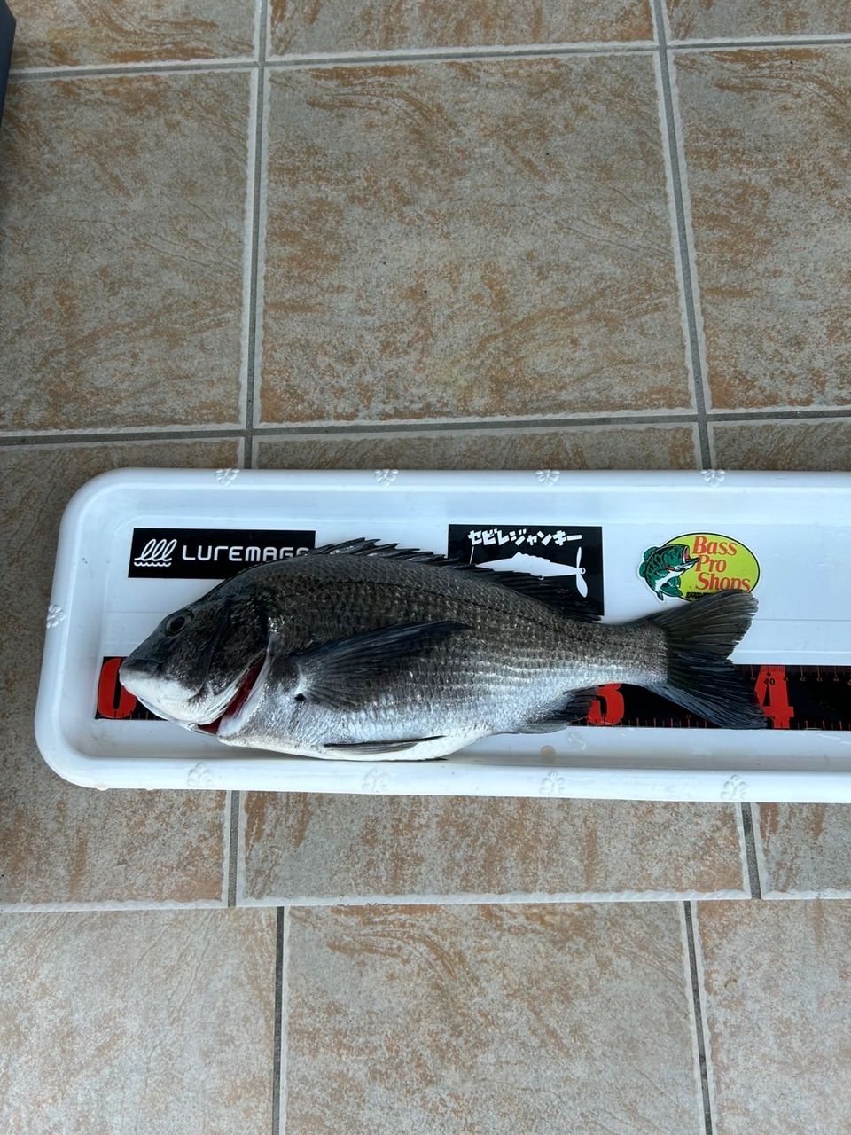 おぱんちゅパンサーさんの釣果 3枚目の画像