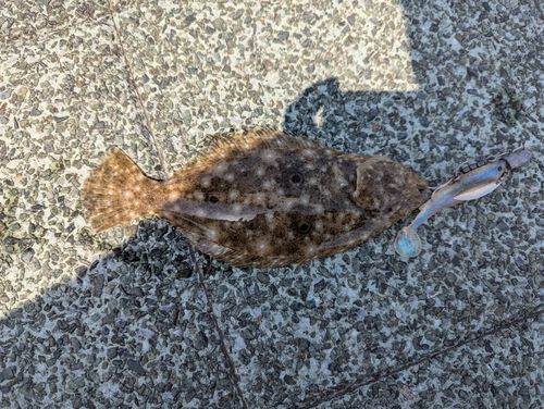 ソゲの釣果