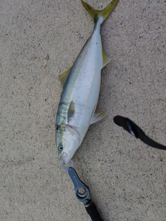 釣果