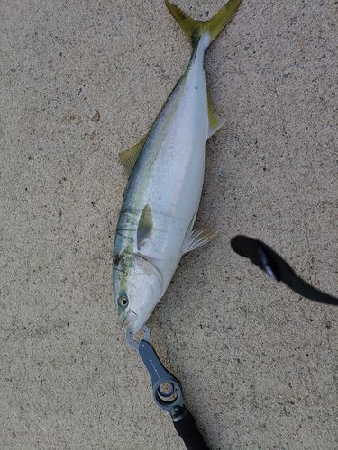 釣果