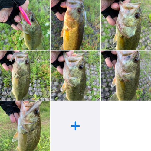 ブラックバスの釣果