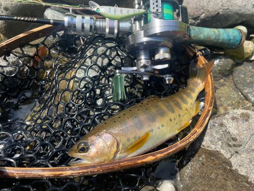 アマゴの釣果