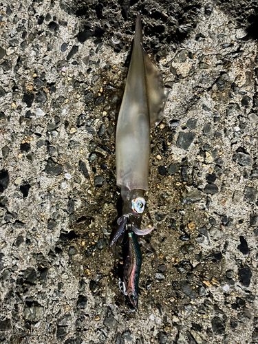 ヤリイカの釣果