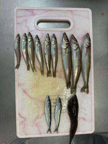 シロギスの釣果