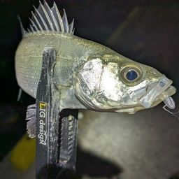 セイゴ（マルスズキ）