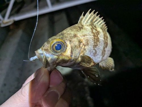 メバルの釣果