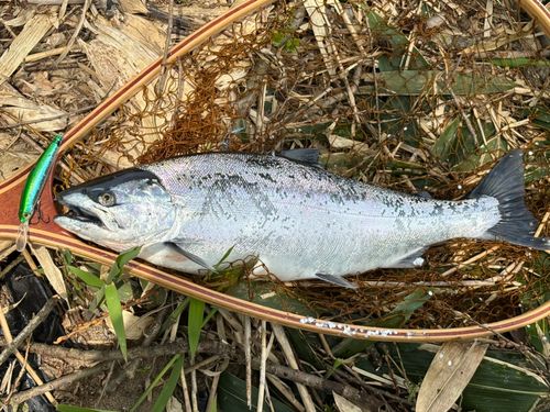 サクラマスの釣果