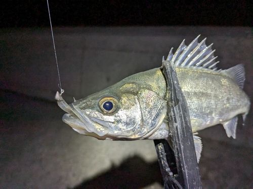 セイゴ（マルスズキ）の釣果