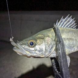 セイゴ（マルスズキ）