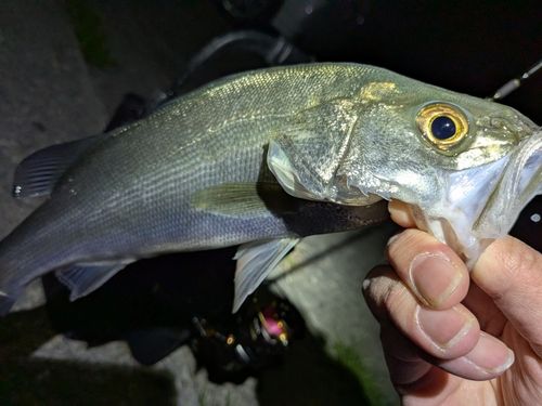 セイゴ（マルスズキ）の釣果