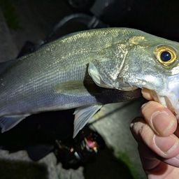 セイゴ（マルスズキ）