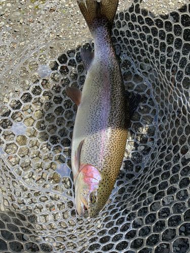 ニジマスの釣果