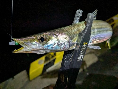 カマスの釣果