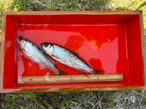 オイカワの釣果