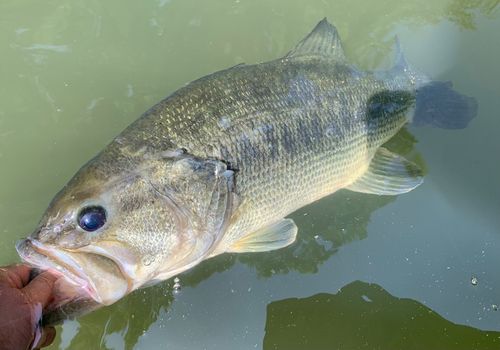 ラージマウスバスの釣果