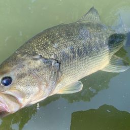 ラージマウスバス