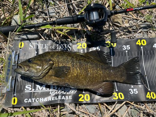 スモールマウスバスの釣果