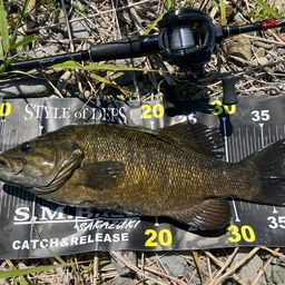 スモールマウスバス