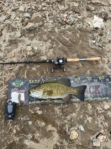 スモールマウスバスの釣果