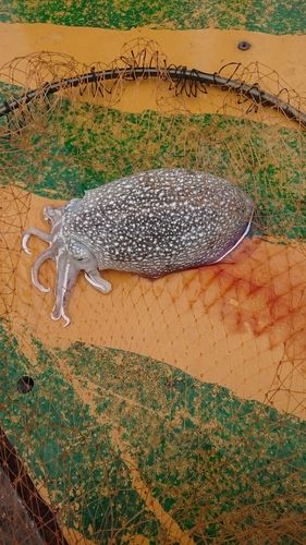 シリヤケイカの釣果