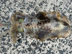 アオリイカの釣果