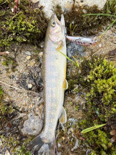 イワナの釣果
