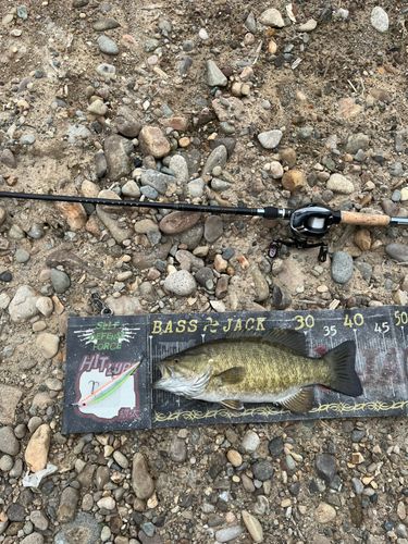 スモールマウスバスの釣果