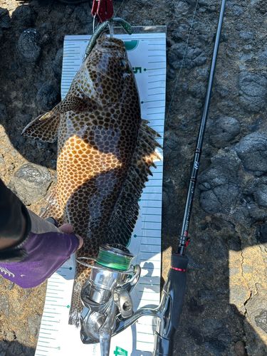 オオモンハタの釣果