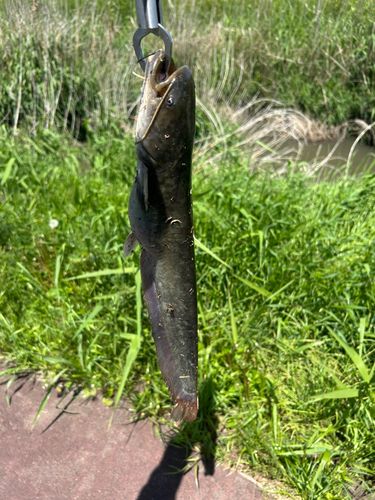 マナマズの釣果