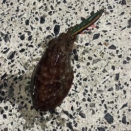 コウイカ