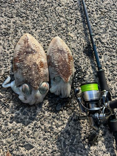 コウイカの釣果