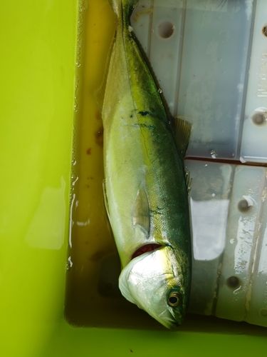 ツバイソの釣果