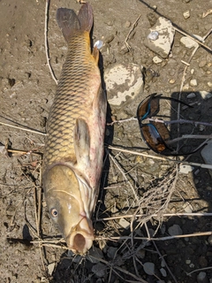 コイの釣果