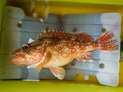ウッカリカサゴの釣果