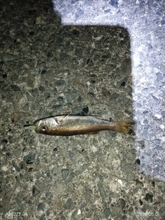 ムツの釣果