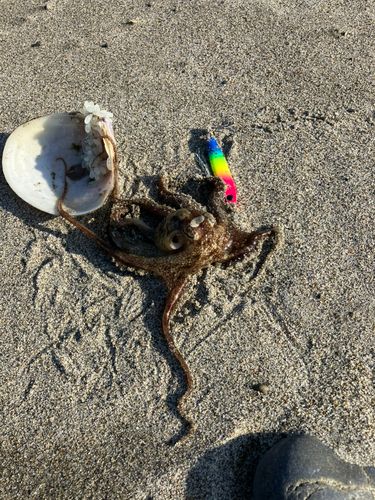 ミズダコの釣果