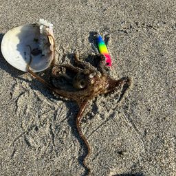 ミズダコ
