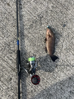 オオモンハタの釣果